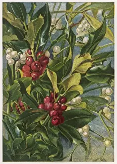 Holly und Mistletoe