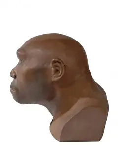 Drucke von Ein Modell des Homo erectus namens Javamann basiert auf Fossilienfunden aus archäologischen Stätten entlang der Solo River in Indonesien Verwandte Bilder Drucke: Homo erectus, Javaman