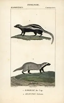 Drucke von Erdbeutelart, Mellivora capensis und Graubären oder Südamerikanischer Schwammfresser, Galictis cuja Muridae Drucke: Bärenfledermaus, Mellivora capensis und Graubär