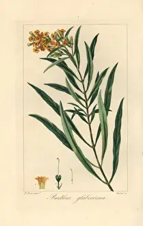 Drucke von Honigbell (Freylinia lanceolata), natürlich aus Südafrika Pancrace Bessa Drucke: Honigkleeblume, Freylinia lanceolata, ursprünglich aus Südafrika