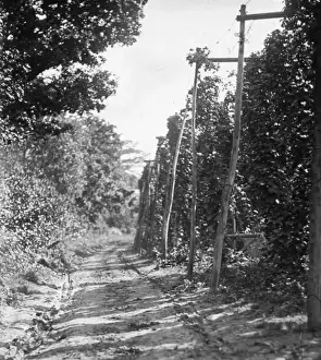 Bexley Area Views Drucke: Hopfields
