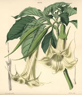 Botanisch Drucke: Dattelpflanze mit Hornblättern, Datura stramonium oder auch Angel's Trumpet