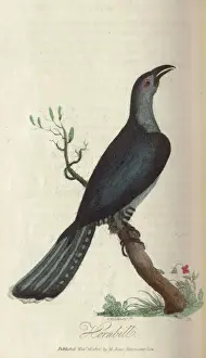Vintage Bird Images Drucke: Hornbill