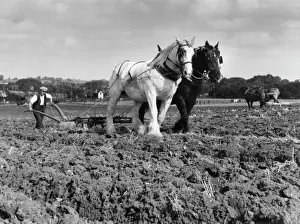 Drucke von Paar-Pferd einzeln Furrowschlag im Herbst auf einem Bauernhof in Essex, England Verwandte Bilder Drucke: Pferdepflug