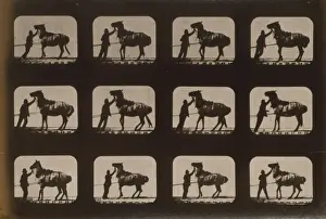 Vintage Horse Photos Drucke: Horses. Backing