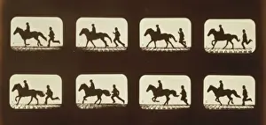 Equestrian Photography Drucke: Horses. Cantering