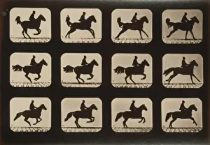 Horse Riding Pictures Drucke: Horses. Irregular