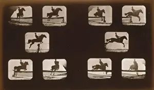 Equestrian Photography Drucke: Horses. Leaping