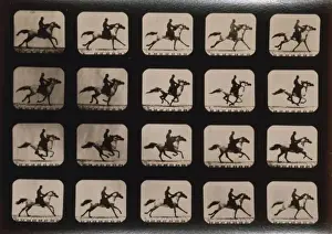 Equestrian Photography Drucke: Horses. Running