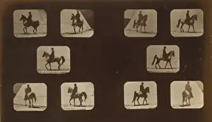 Equestrian Photography Drucke: Horses. Walking