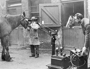 Drucke von Ein Pferd wird bei der Königlichen Tierklinik in Camden, London, mit einem tragbaren Röntgenapparat untersucht. Dieser Apparate hat sich als sehr wertvoll erwiesen für die Behandlung von Tierschäden Camden Drucke: Pferde werden mit einer Röntgenstrahlung untersucht