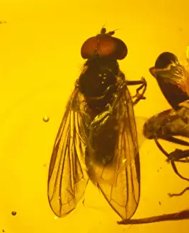 Eocene Era Fossils Drucke: Hoverfly in amber