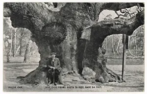 Iconic British Landmarks Drucke: Huge Old Oak Tree C1912