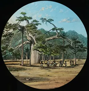 Lantern Slide History Drucke: Huge tree under which there are African men with various obj