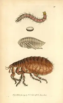 Drucke von Menschliche Zeckenart, Pulex irritans. Händegemalte Kupferplatze zeichnerische Illustration aus 'The Naturalist's Miscellany', von George Shaw und Frederick Nodders, 1792 Menschenfloh Drucke: Menschliche Zeckenart, Pulex irritans