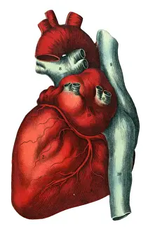 Human Heart Illustration Drucke: Human heart