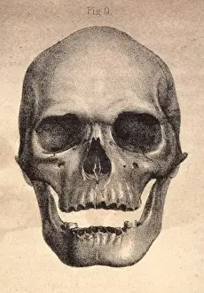Human Skull Illustration Drucke: Human Skull / 1841