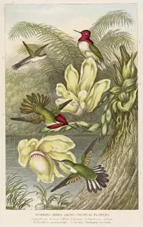 Zitternder Vogel - 2