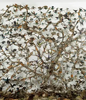 Drucke von Der Fall des Summenvogels im Ausstellungsraum der Vögel-Galerie im Naturmuseum Verwandte Bilder Drucke: Klecksier Hummel