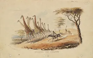 Jagd auf den Giraffen von William C Harris