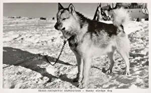Trans Antarctic Expedition Drucke: A Husky Sledge Dog