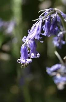 Angiosperm Flowering Plants Drucke: Hyacinthoides nonscripta, bluebell