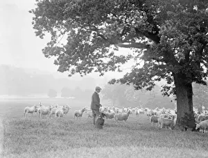 Hüter des Hyde-Park-Shepherds