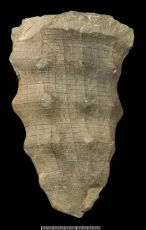 Drucke von Über 17 cm hoch ist dieser natürliche Schmuck aus dem Hexaktinelliden-Rückenhydrosphärgen Hydnoceras, der aus den Devonschichten von New Yorker Staaten stammt Paul Taylor Drucke: Hydnoceras ist eine Hexaktinellide Schwammart