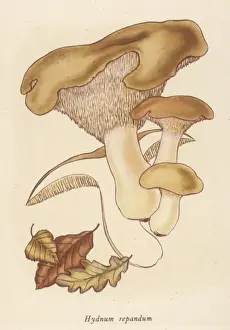 Hydrum repens