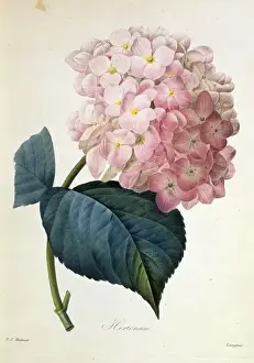 Drucke von Malerei von Pierre Joseph Redoute, geboren 1759 gestorben 1840, aus seiner Veröffentlichung 'Choix des plus belles fleurs', um die Jahrzehnte herum 1827 - 1833 R Drucke: Hydrangena Hortensia, französische Hydrangee