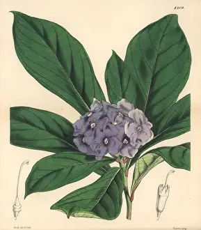 Botanical Illustrations 1846 Drucke: Hydrangea-like fransiscea, Fransiscea hydrangeaeformis