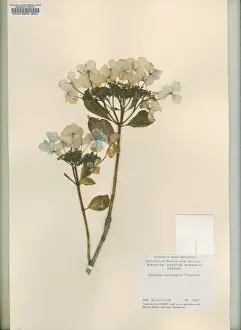 Hydrangea Macrophylla Drucke: Hydrangea macrophylla Tricolor, bigleaf hydrangea