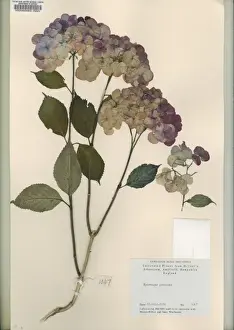 Hydrangeaceae Family Drucke: Hydrangea preziosa