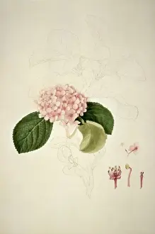 Blume, Hydrangena Sp., Hydrangeae