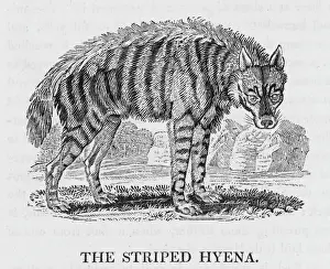 Striped Hyena Drucke: Hyena (Bewick)