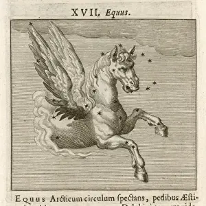 Equus Hyginus