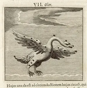 Vintage Ornithology Prints Drucke: Hyginus / Olor