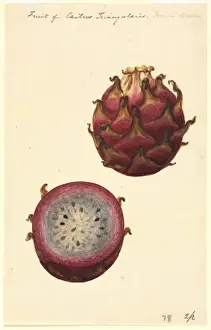 Angiosperm Illustrations Online Drucke: Hylocereus triangularis, pitahaya fruit