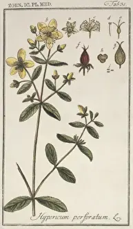 Angiosperm Plant Images Drucke: Hypericum perforatum, St. Johns wort