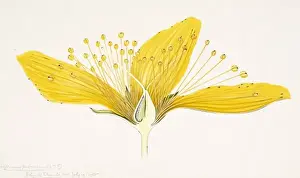Arthur Harry Church Artwork Drucke: Hypericum perforatum, St. Johnswort