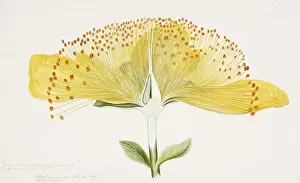 Arthur Harry Church Artwork Drucke: Hypericum sp. St. Johnswort
