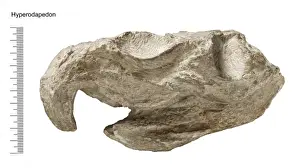 Diapsid Reptiles Drucke: Hyperodapedon