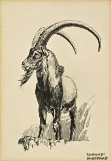 Raymond Sheppard Artwork Drucke: An Ibex Ram