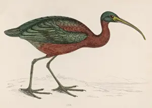 Zu einem Ibis / Morris