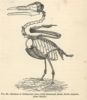 Cretaceous Period Fossils Drucke: Ichthyornis dispar skeleton