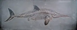 Jurassic Period Marine Life Drucke: Ichthyosaurus acutirostris