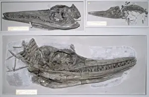 Marine Reptiles Drucke: Ichthyosaurus communis