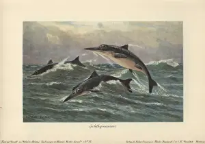 Tiere Der Urwelt Book Drucke: Ichthyosaurus, extinct genus of ichthyosaur