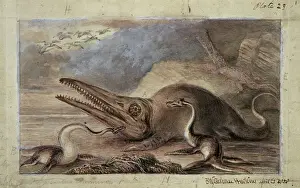 Ichthyo-Saurier und Pleisio-Saurier