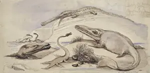 Ichthyo-Saurier, Pleisio-Saurier, Stenosaurier und ein weiterer Meer-Tiere